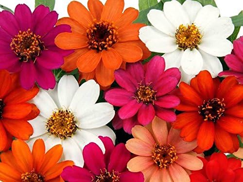 50+ Profusion 5+ Color Blend Zinnia Seeds - My Secret Gardens