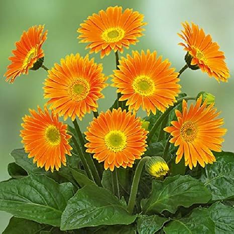 Amazon 宿根ガーデンガーベラ ガルビネア スイートキャロライン １株 花