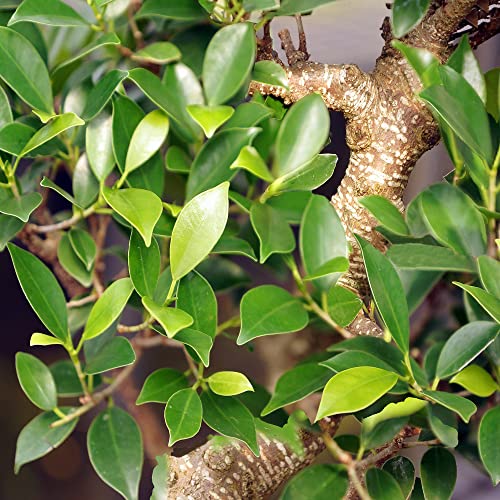 Brussel's Bonsai CT3004GGF Indoor Bonsai Tree, Golden Gate, LARGE, Green - Thumbnail 3
