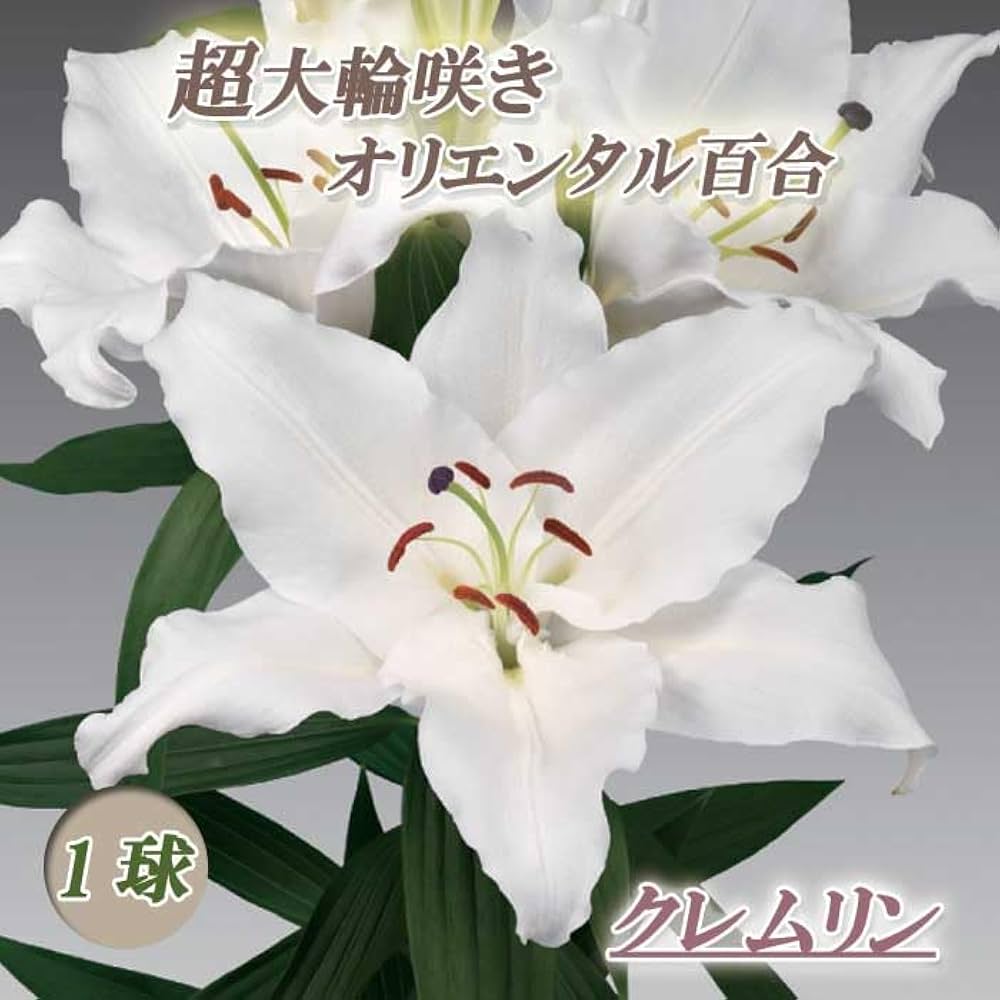 + OWL50-3　白だけ　大玉50球　ユリ球根　オリエンタル 51-RzoIa8IL._AC_UF1000,