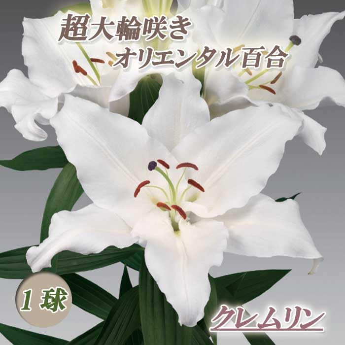 Amazon.co.jp: 超大輪 オリエンタルリリー 【 クレムリン 】 球根 1球