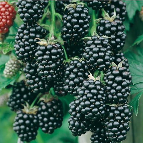 Garten-Schlüter® Brombeere 'Navaho®' (dornenlos), sehr aromatisch, saftig, süß, mit wenig Säure, im 2 Liter Topf, Liefergröße 60 bis 80 cm, winterhart