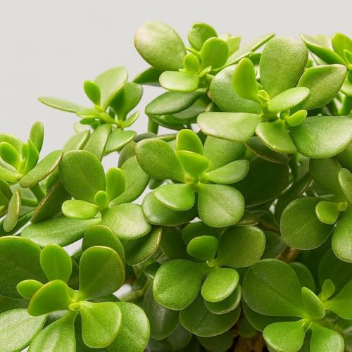 Image of Live Jade Plant with Pot | Good Luck Feng Shui Money Succulent Plant | Low Maintenance Indoor Outdoor Air Purifying Plant for Home Living Room Office Desk Decor | Pack of 1