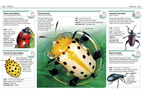 Pocket Eyewitness Insects - Image 4