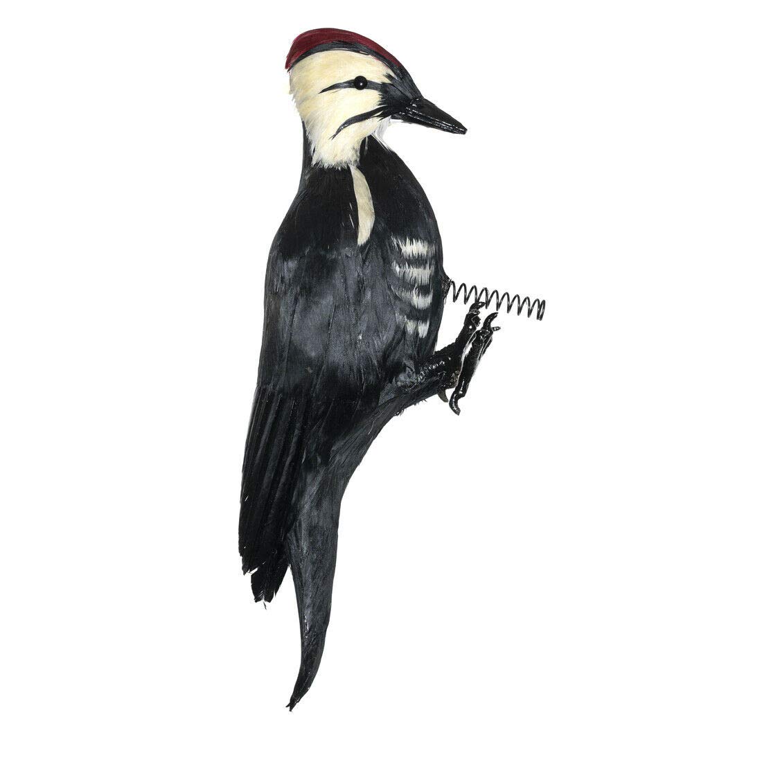 Amazon.com: Woodpecker Decoy Effigy - Life-Like Woodpecker