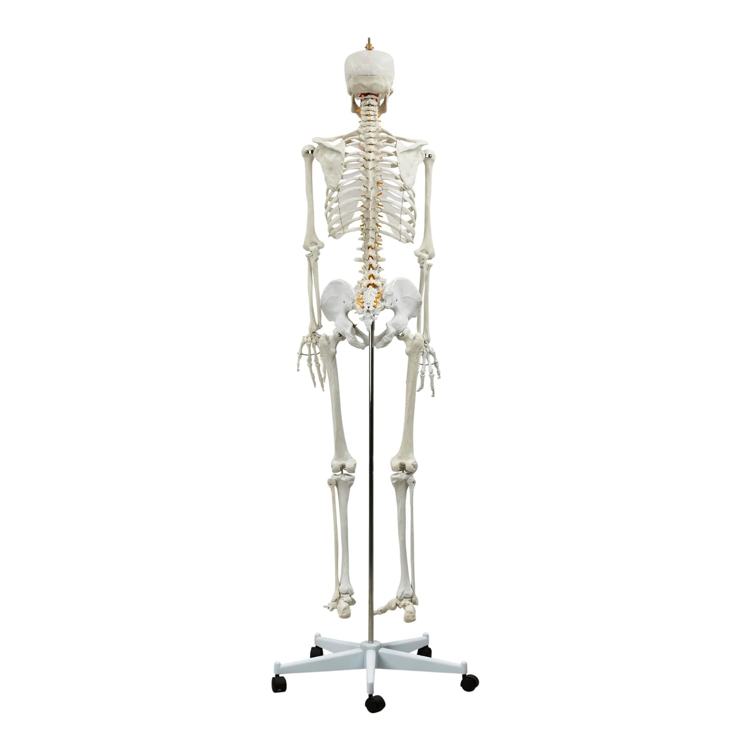 Model szkieletu ludzkiego naturalnej wielkości o długości 180 cm – szkielet anatomiczny składający się z 206 kości