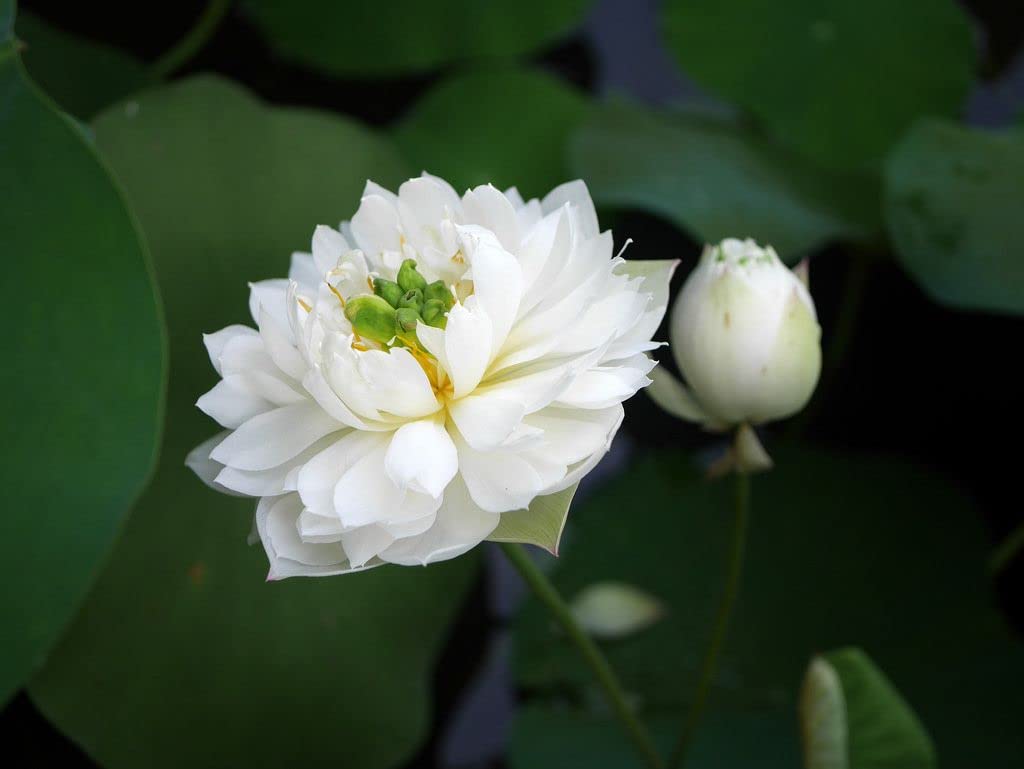 Indian Gardens - Lotus live plant Rare plant (White Maldives) code : 29 Original color guarantee plant | Indoor |outdoor plant (B0BDS3Y24B) Amazon Price History, Amazon Price Tracker