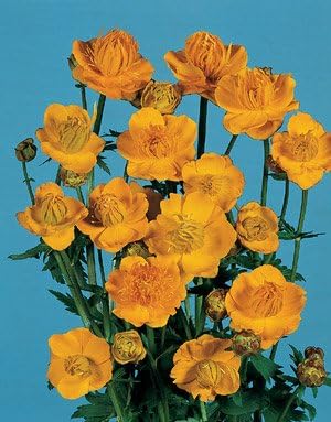 Trollius ledebouri Golden Queen 1,000 Seeds