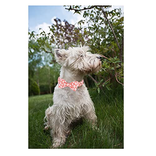 Unique Style Paws Dog Collar With Bow Tie Pink Daisy Summer Dog Collar For Small Medium Large Dogs With Adjustable Metal Buckle -M #TOP4