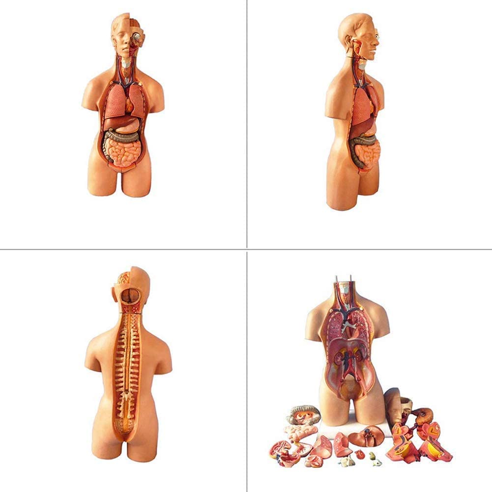 Modelo de anatomía del torso humano con órganos internos, cavidad torácica para educación y enseñanza
