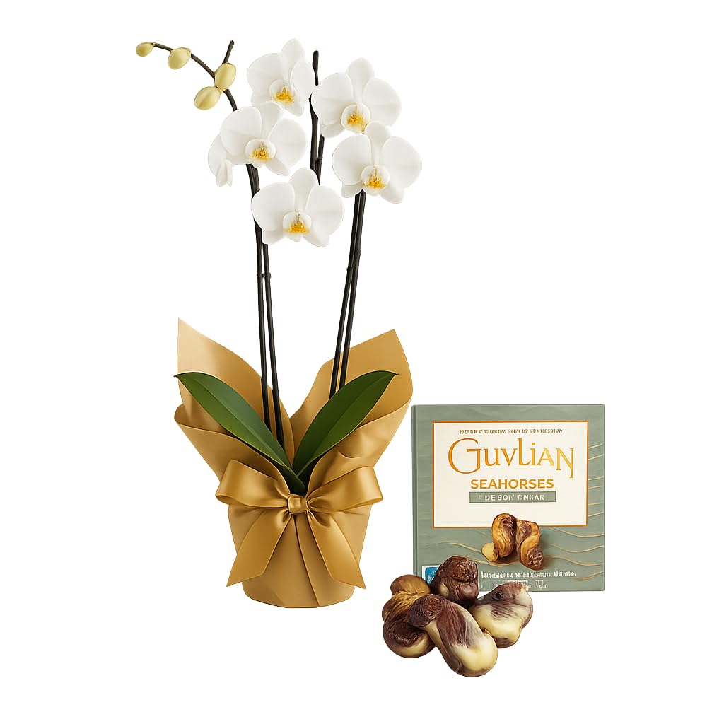 Elegant Harmony Phalaenopsis Fresh Orchid Plant in Gift Wrap