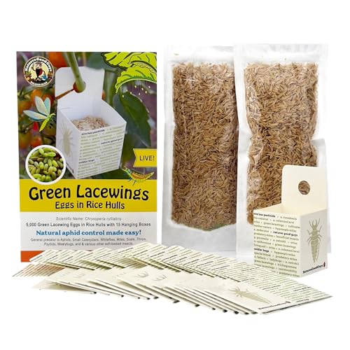 Green Lacewing 5000 Eggs - Good Bugs