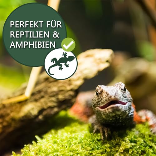 Moos Design I Terrarium Moos für Reptilien & Amphibien I Ideal für bioaktive Terrarien I Bodengrund Terrarium Substrat Naturmoos