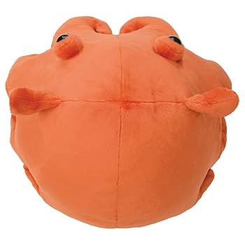 メンダコページ 51iLbMppsML._UF894,1000_QL80_.jpg