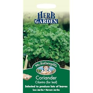 10923 Mr. Fothergill ‘s 10924 Koriander Cilantro Kräutersamen