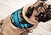 Hundegeschirr S M L XL XXL mit Wunsch Namen bestickt Kunstleder schwarz türkis kleine Hunde