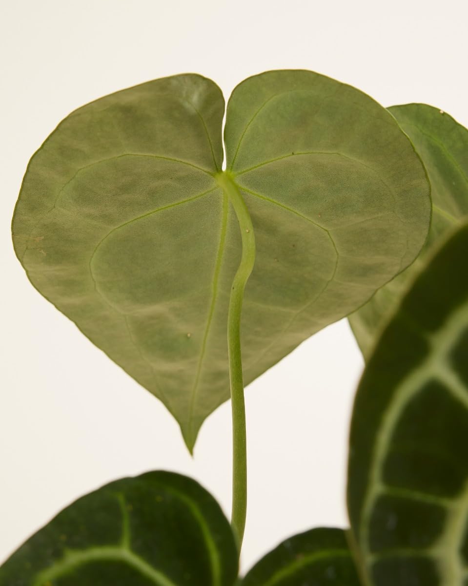 PLNTS - Anthurium Clarinervium - Zimmerpflanzen, Pflanzen Echt, Nachhaltige  Verpackung Herzblattblume- 15cm Topf - Hhe 40cm - Direkt von der Grtnerei  : Amazon.de: Garten