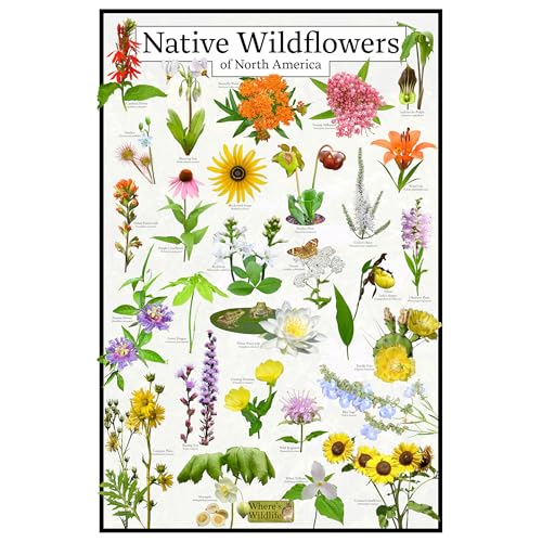 Where's Wildlife Native Wildflowers of North America - Picture Identification