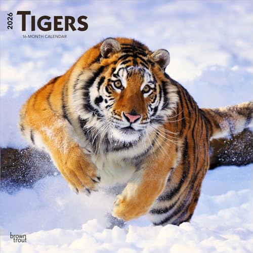 Tigers | 2026 12 x 24 Inch (Hanging) Monthly Square Wall Calendar | Plastic-Free | BrownTrout | Wildlife Zoo Animals