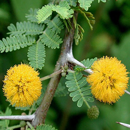 10 semillas - Acacia...