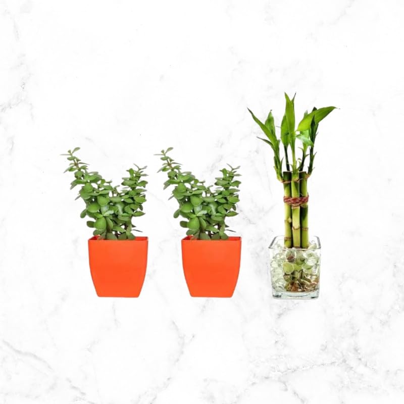Lucky Bamboo Straight Stick, Jade Plant (Hybrid, Pack of 3) Phulwa (B0D461R9Z2) Amazon Price History, Amazon Price Tracker