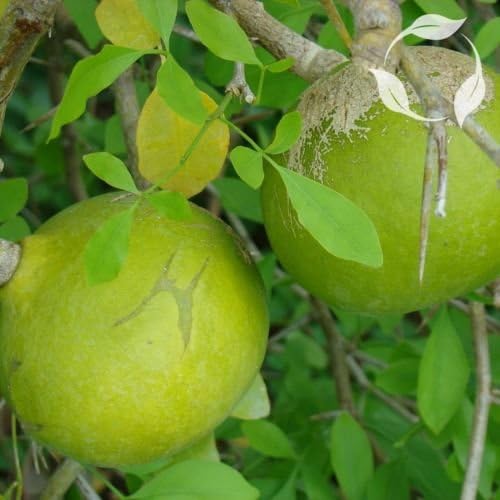 INDIAN BAEL Aegle Marmelos SEEDS