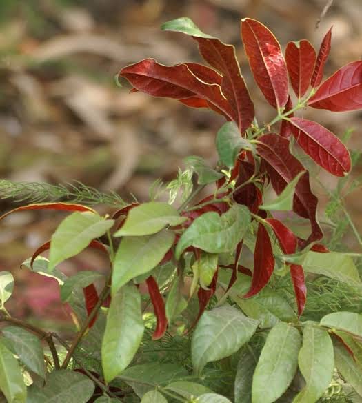 Sunshine Tree Word,Laila Majnu plant (Exoecaria) verigated