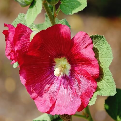 100pcs Fresh Hollyhock Flower Seeds Red