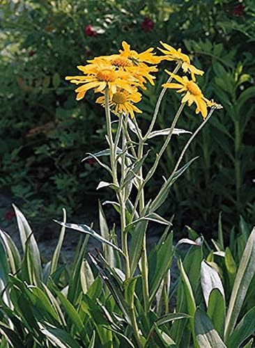 Helenium Hoopesii Semillas perennes
