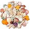 Sea Shell Mixed Ocean Shells Set, 15 Kinds 1.2-2.7 Various Sizes Natural Seashell & Starfish for Beach Themed Decor, DIY Crafts, Vase Fillers, Fish Tank, Home, Wedding and Party Decoration