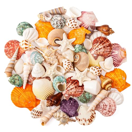 WeDoSoy Sea Shell Mixed Ocean Shells Set, 15 Kinds...