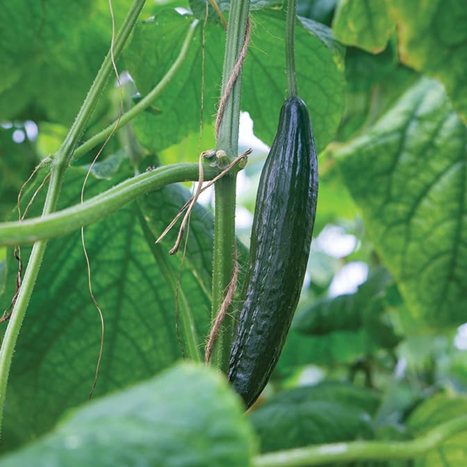 Gardeners Kitchen - Cucumber Plants - Telegraph - 3 X 9cm Pot Vegetable Plants.