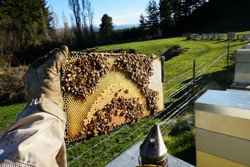 Miel Manuka MGO 615+ Hokitika Honey & Herb 250g miniatura 6