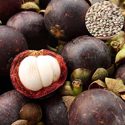 Mangostan Cápsulas Marca Saterkali