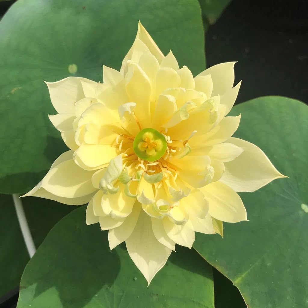 Golden Yellow Lotus Water Lily Live Plant | Rare Blooming Tuber Rhizome | Pack of 1 | Premium Aquatic Flower Plant for Pond, Water Garden, Balcony Pond & Outdoor-image-13