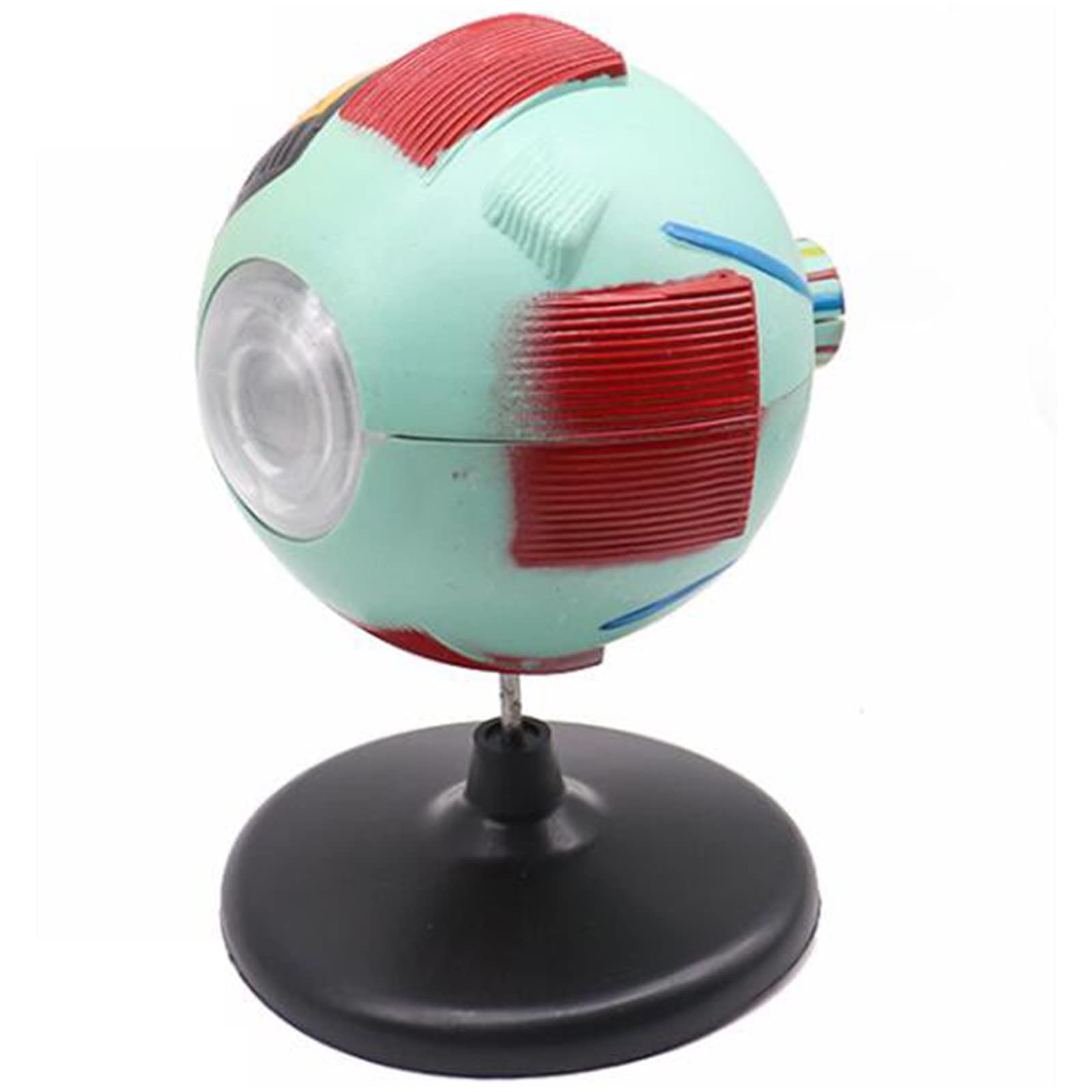 Sjdopulse 6 Times Magnified Eyeball Model Medical Science Human Eyes Anatomy Teaching Model Advanced Human Eyeball Model For Primary And Secondary Schools Lab Supplies