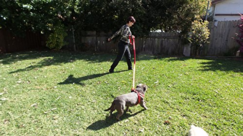 Primal Pet Gear Dog Leash 8ft Long - RED - Traffic Padded Two Handle - Heavy Duty - Double Handles Lead for Control Safety Training - Leashes for Large Dogs or Medium Dogs - Dual Handles Leads