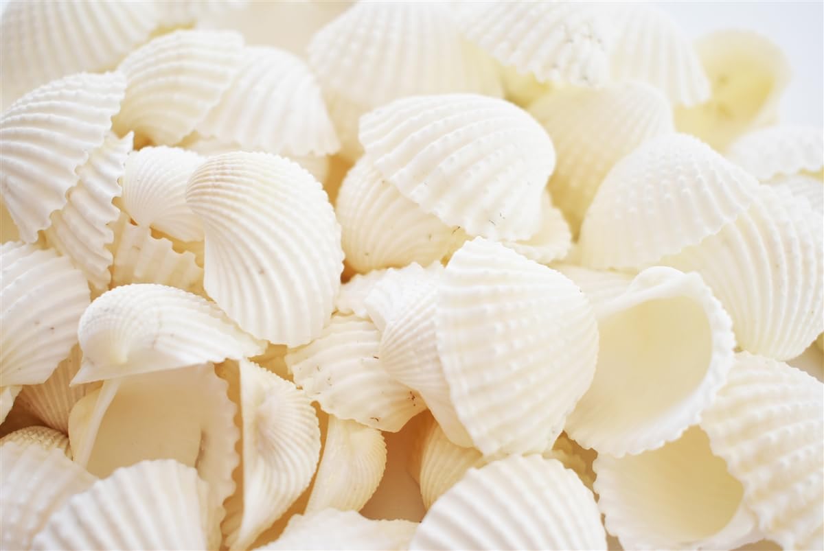 Small Tiny White Artificial Sea Shells Mini White Bulk Candle DIY Craft Shells for Home Decor, Vase Filler, Beach Decorations Shells (0.5 Inch) (100gm)