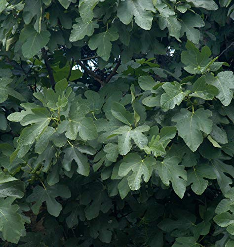 Hochstamm Schweizer Feige 100-125cm - Ficus helvetica - lebende Gartenpflanze aus den Baumschulen