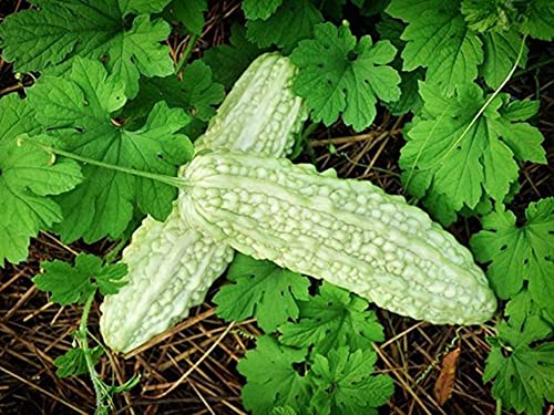 Bittergourd White Karela Vegetable Hybrid Seeds For Home And Kitchen Gardening - Pack Of 15 (B0CFVNMWZN) Amazon Price History, Amazon Price Tracker