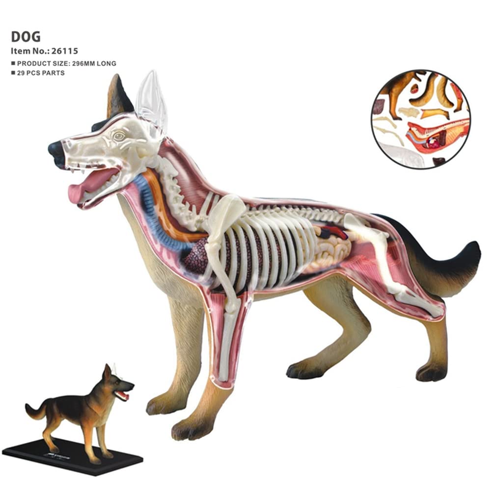 Modelo de AnatomíA de óRganos de Animales Juguete de Ensamblaje de Inteligencia para Perros 4D Modelo de AnatomíA para EnseñAnza Aparatos de Populares DIY