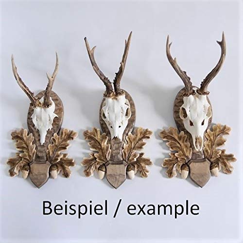 Écusson Chêne Pour Défenses Et Grès De Sanglier Fritzmann