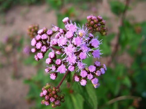 Miniatura 3 de 100 Semillas de flor de Eupatorium Coelstinum púrpura (ageratum duras)