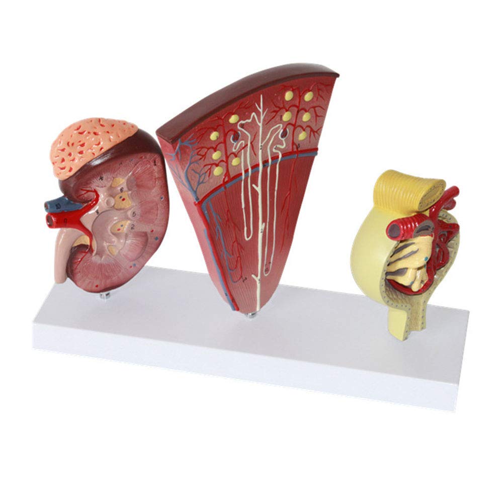 Modele dydaktyczne z zakresu biologii, Model anatomiczny układu moczowego kłębuszkowego do celów szkolnych, ozdoba laboratoryjna edukacyjnych