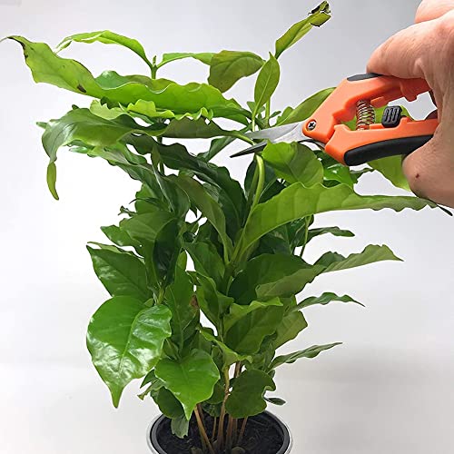 Trimmers Secateurs Hand, 6.5 Inch Professionele Secateurs Sharp Bypass Tree Trimmers for Branches Flowers Fruit Planten… - Afbeelding 5