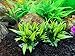 BEGONDIS 5Pcs Aquarium Decorations Fish Tank Artificial Green Water Plants Made of Soft Plastic