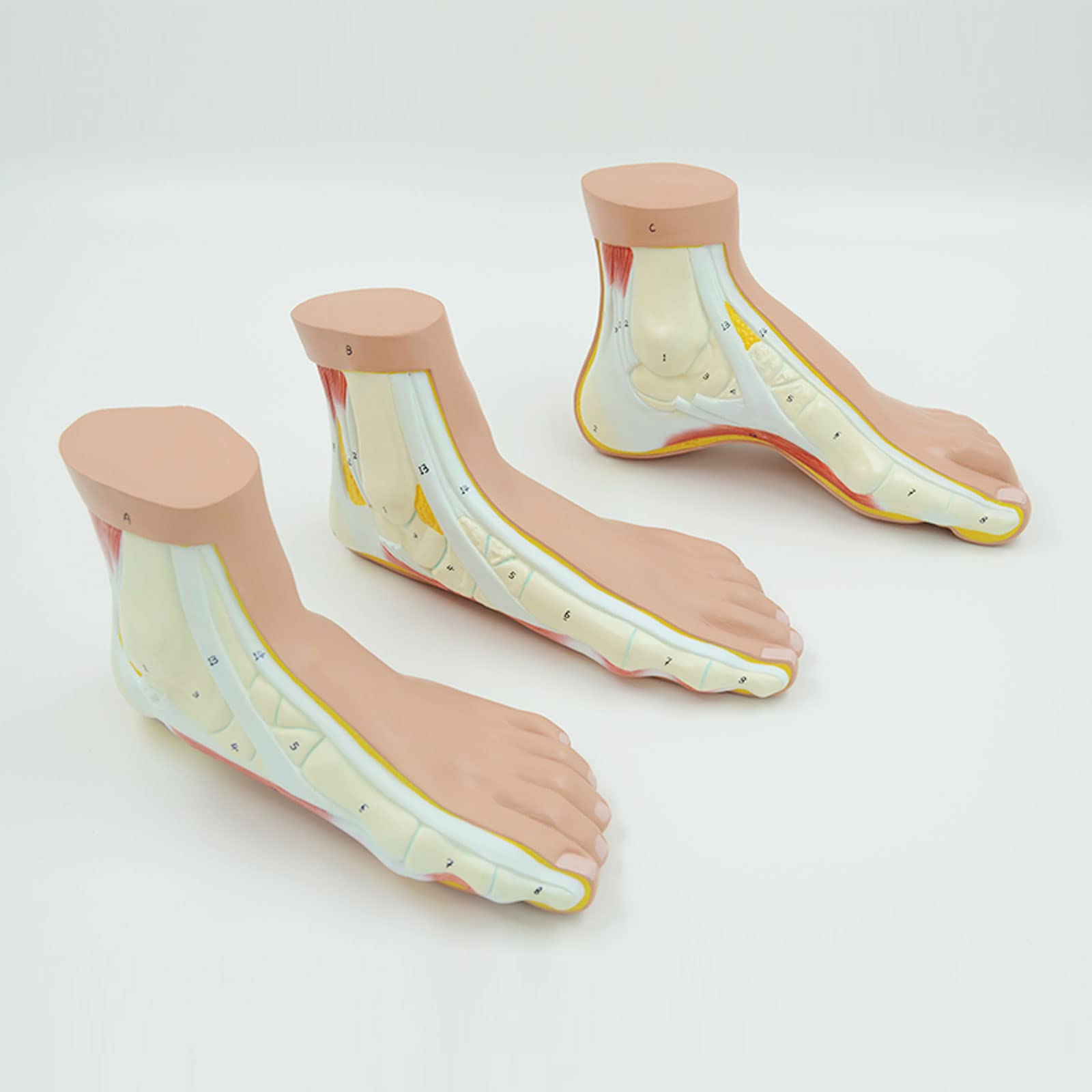 Modèles Anatomiques De Pied Humain, Pied De Pied Arqué De Pied Plat Pédestre Enseignement Médical Matériel Pédagogique Squelette Anatomie