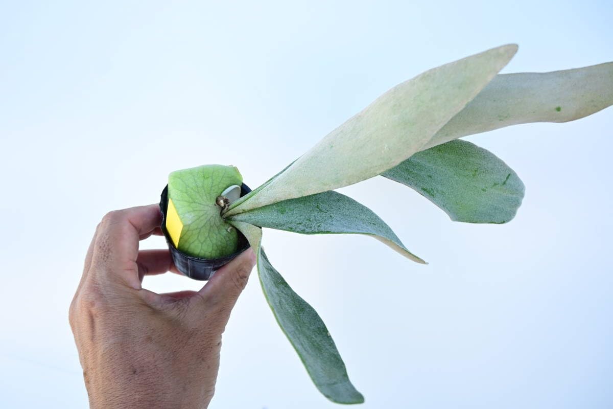 Amazon.co.jp: P.OMO 'Polar Bear'② @bikamori.com オモ ポーラー