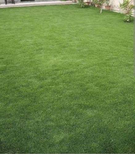 Image of Korean Lawn Grass Seeds, Super Soft Turf, Bright Green Colour, Fast Turf Formation, Self-Repairing, Winter-Cold Resistant, Heat and Drought Tolerant, (1KG)
