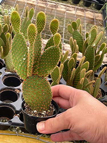 Bunny-Ears Prickly-Pear Copper Red, Opuntia Microdasys, Large Bunny Ears Prickly Pear With Copper Fuzz And Red Areoles In 2 Inch Pot, #TOP1
